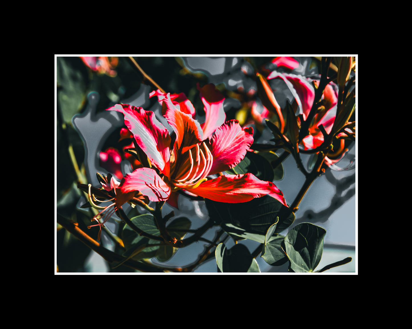 Photo of a blooming Hawaiian Orchid Tree with delicate flowers, captured as a fine art botanical print