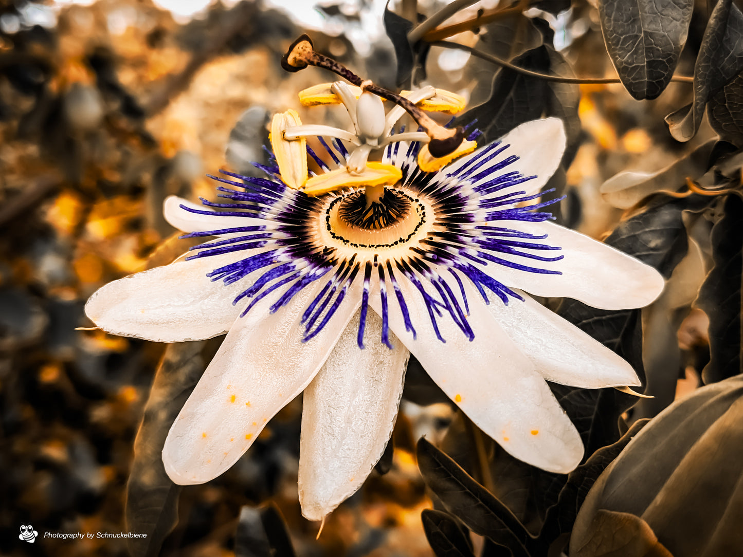 Close-up photo of a detailed passion flower with symmetrical structure