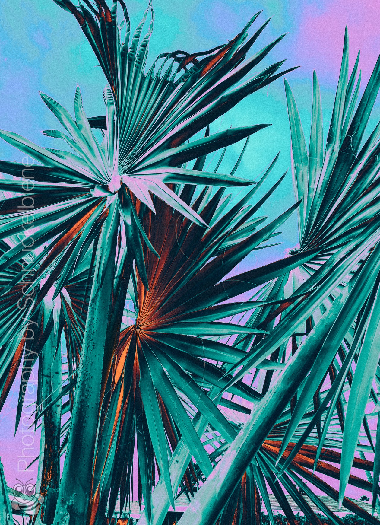 Framed fine art print of a California fan palm in deep blue tones against a minimal background