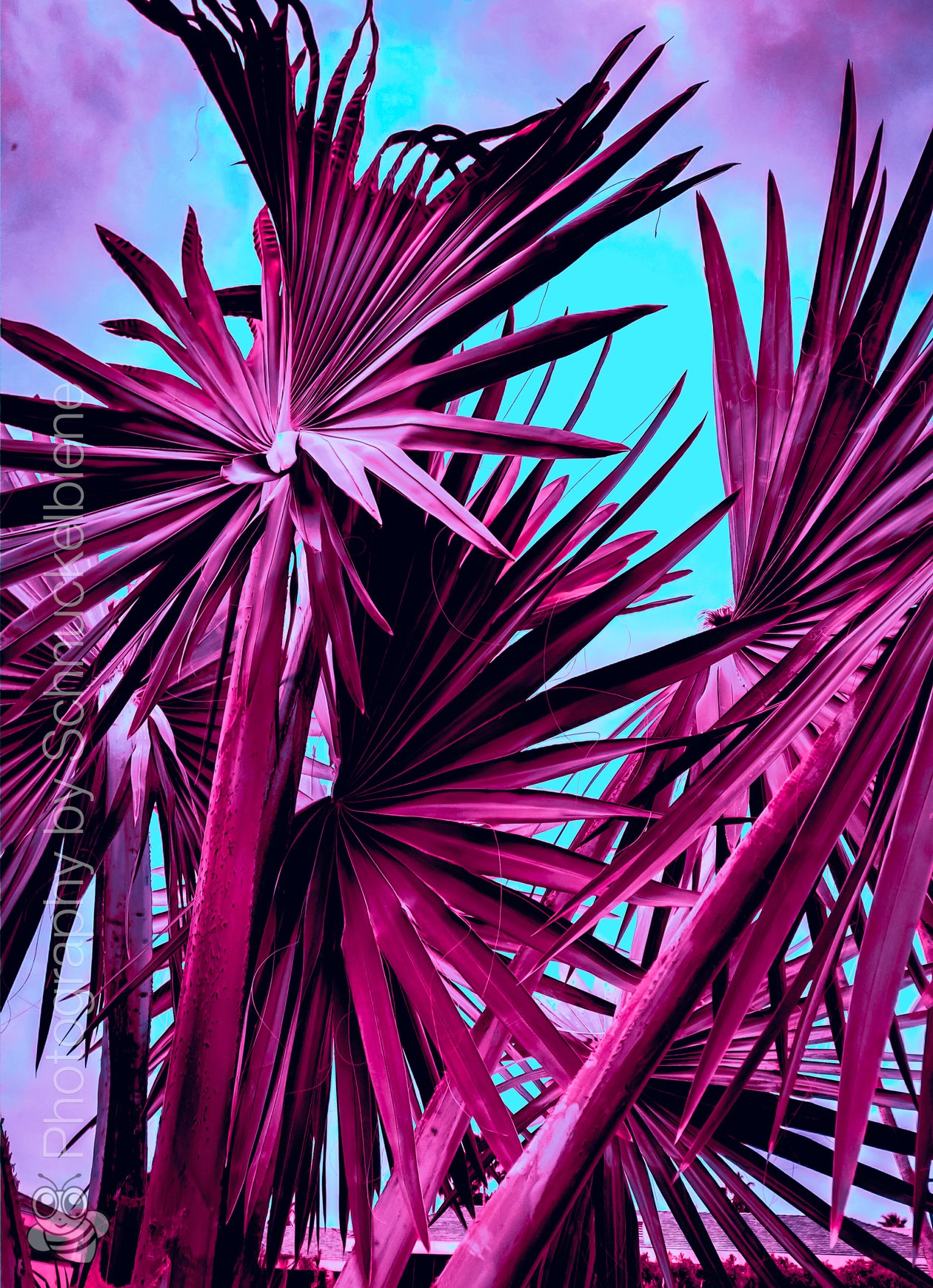 Abstract framed photograph of a Southern California fan palm featuring bold turquoise and purple tones, creating a vibrant and decorative wall art piece
