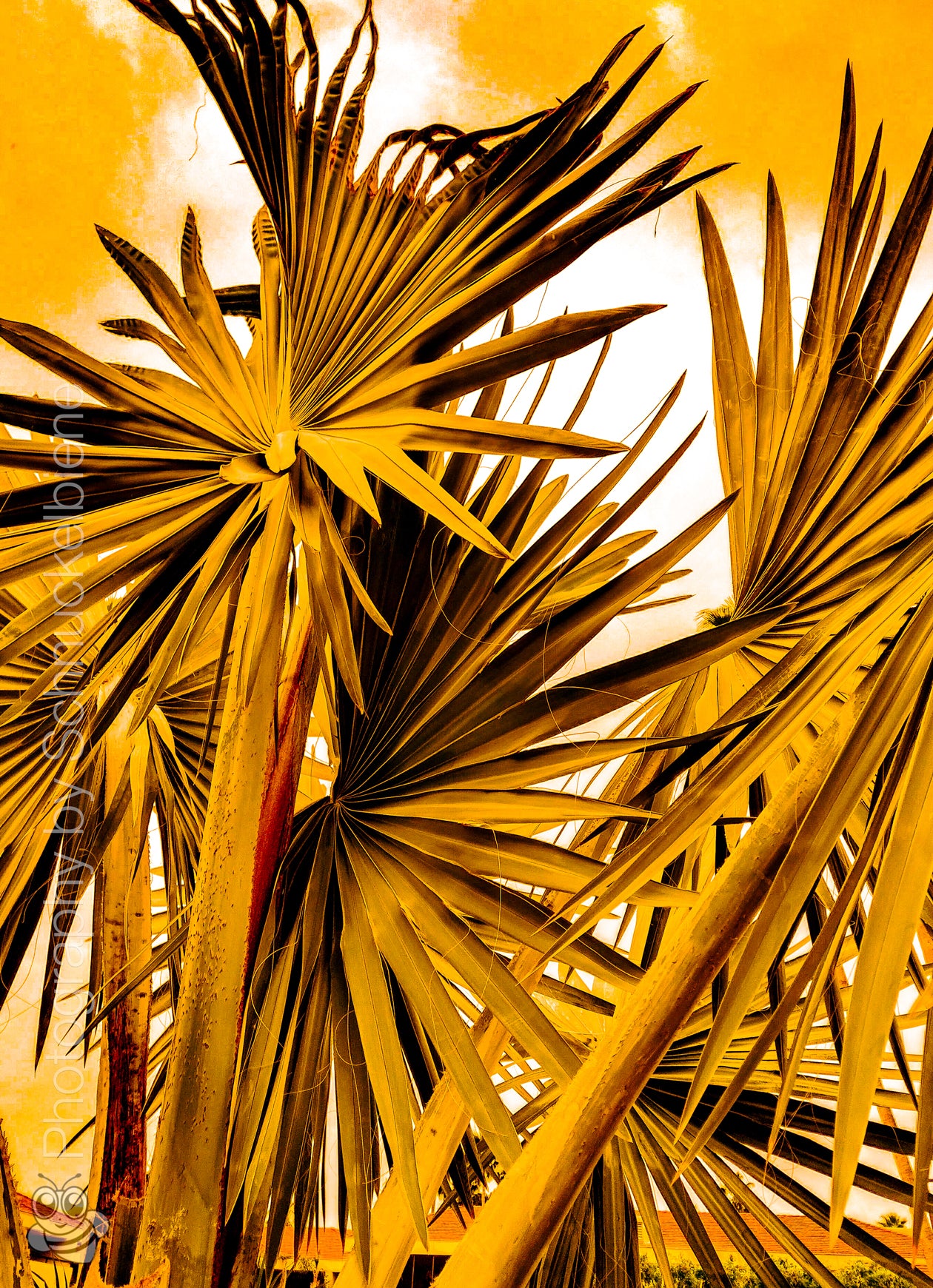 Framed fine art print of a California fan palm in deep yellow tones against a minimal background