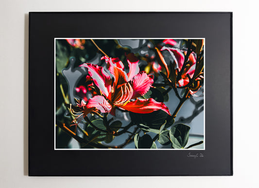Framed stylized photograph of red flowers of a Hawaiian orchid tree with sage green leaves