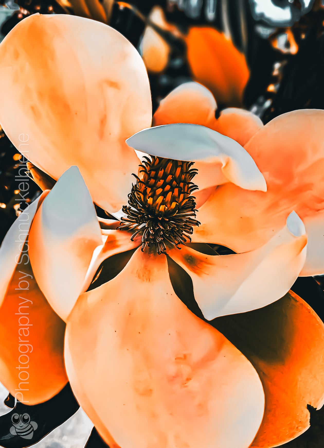 Photo of a blooming magnolia tree with large, fragrant flowers