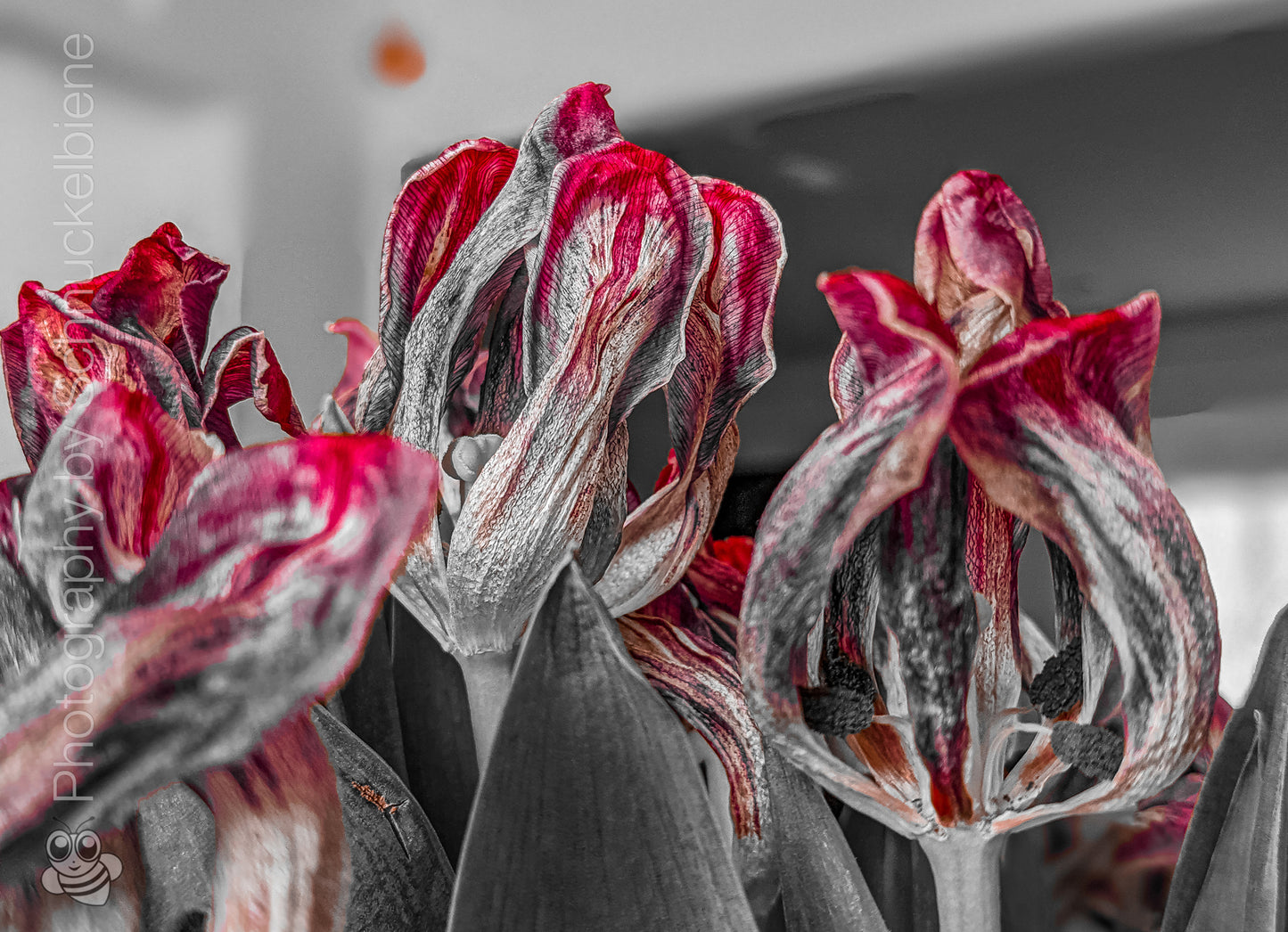 Close-up of morbid red tulips with a blurred background