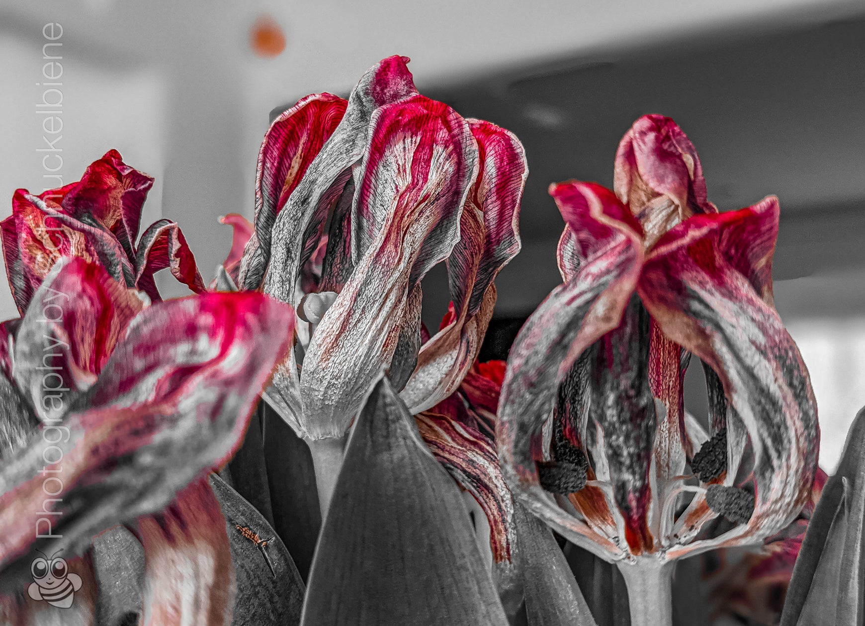Close-up of morbid red tulips with a blurred background