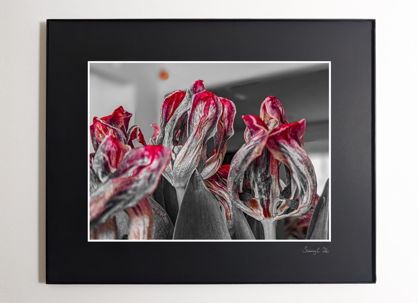 Close-up of morbid red tulips with a blurred background