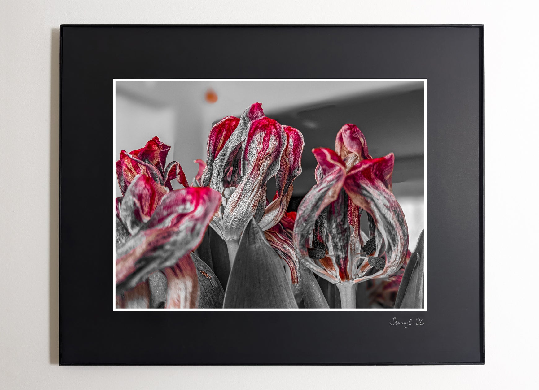 Close-up of morbid red tulips with a blurred background