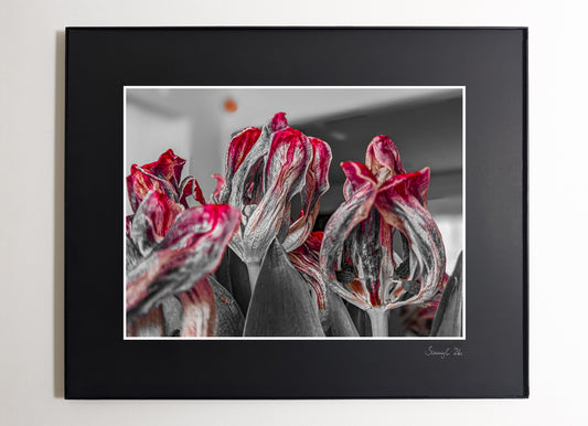 Close-up of morbid red tulips with a blurred background