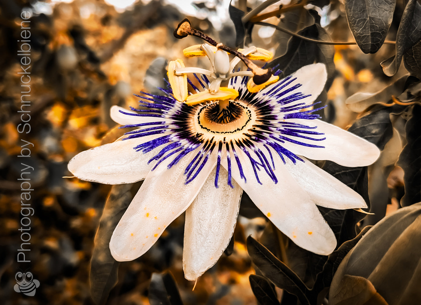 Close-up photo of a detailed passion flower with symmetrical structure