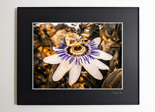 Close-up photo of a detailed passion flower with symmetrical structure