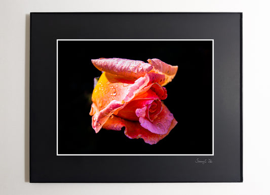 High-contrast photo of a pink rose on black background with bold, modern feel