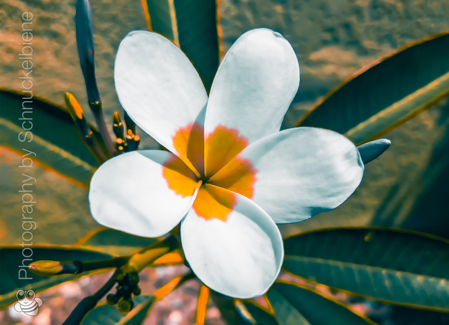 Plumeria flower in full bloom with soft petals and tropical color