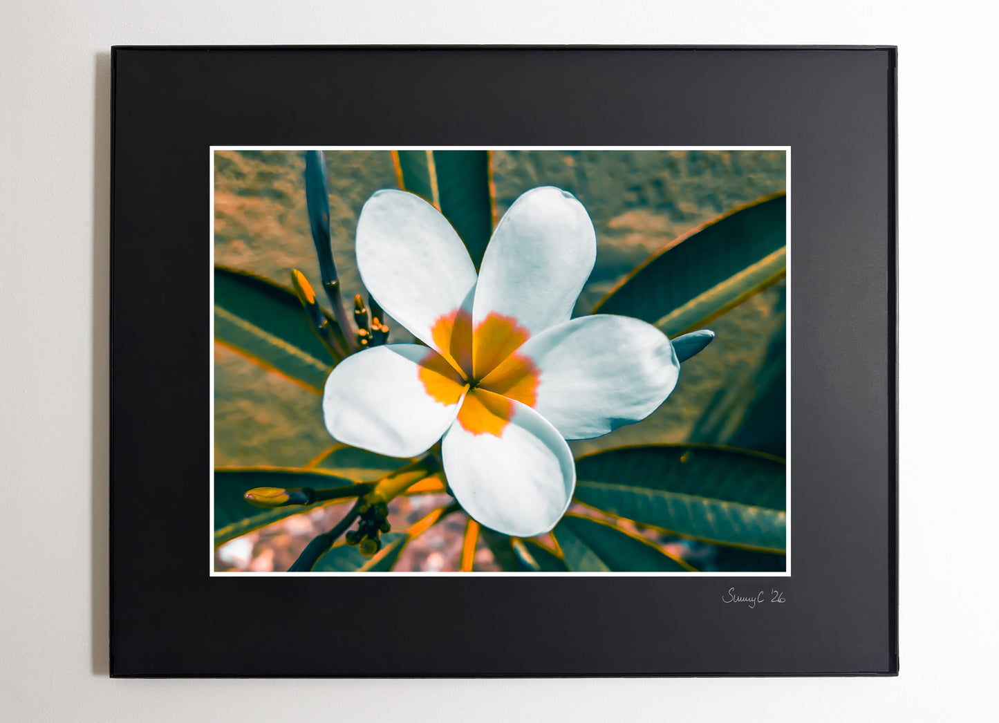 Plumeria flower in full bloom with soft petals and tropical color