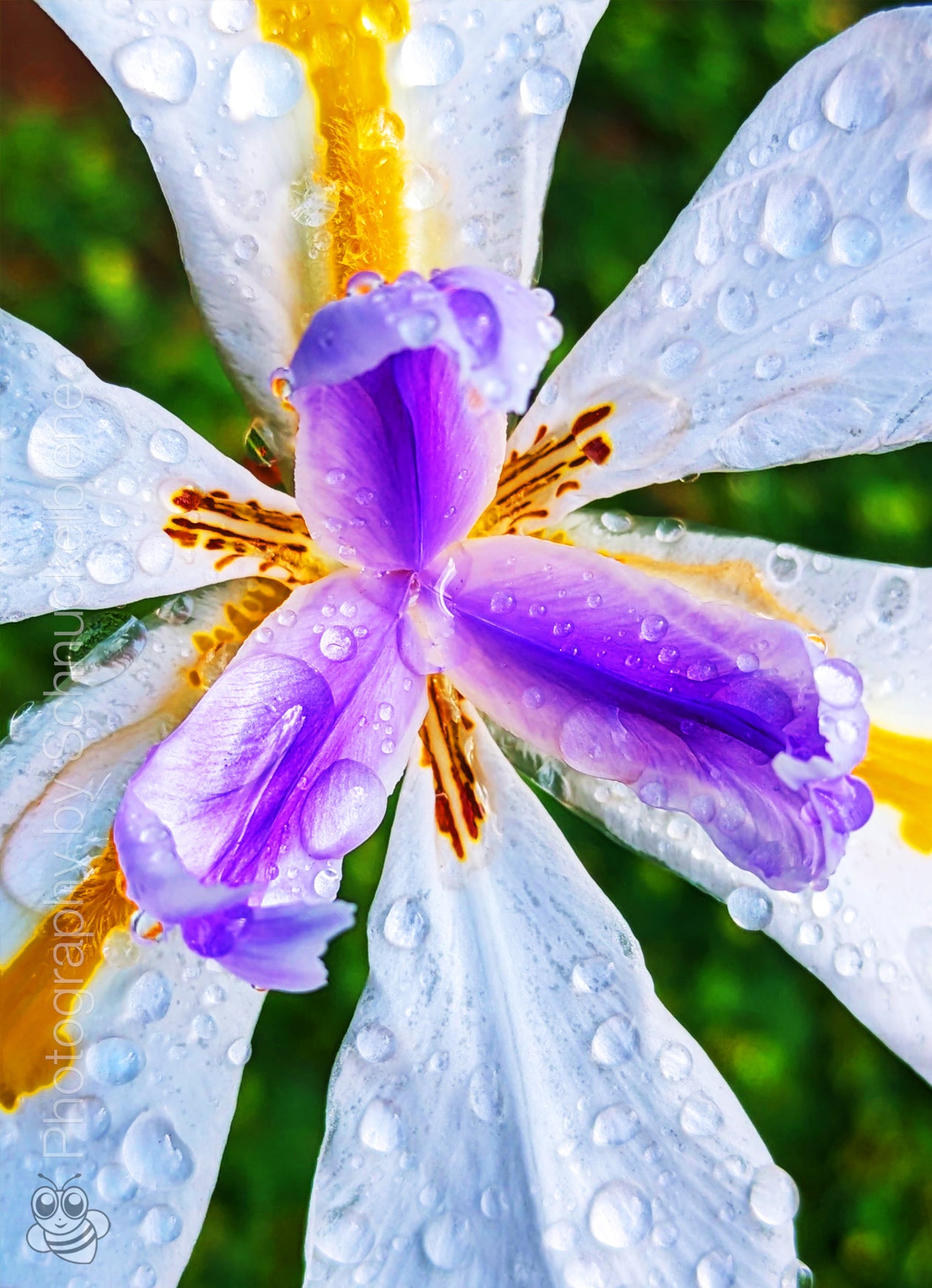 Butterfly Iris with yellow and purple markings and raindrops on white petals