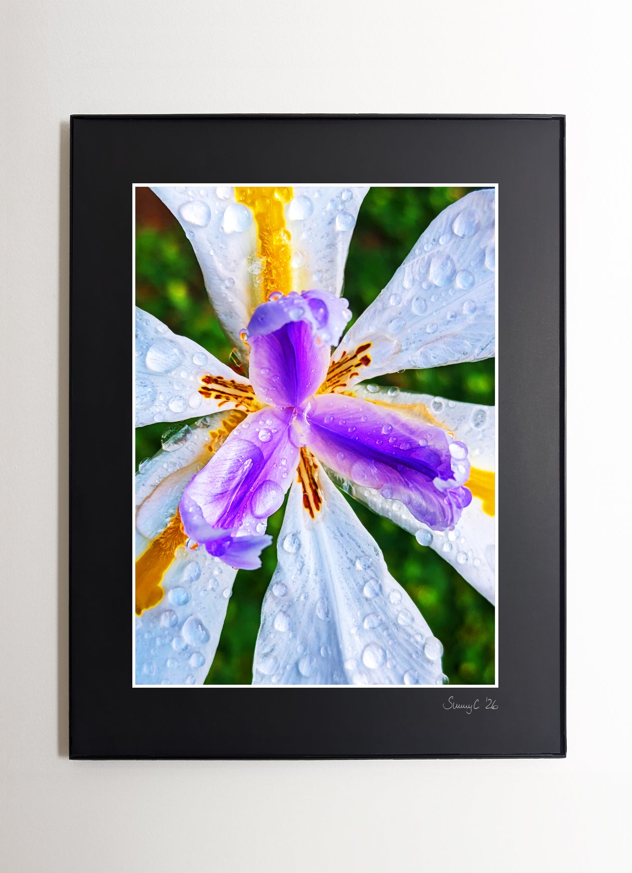 Butterfly Iris with yellow and purple markings and raindrops on white petals