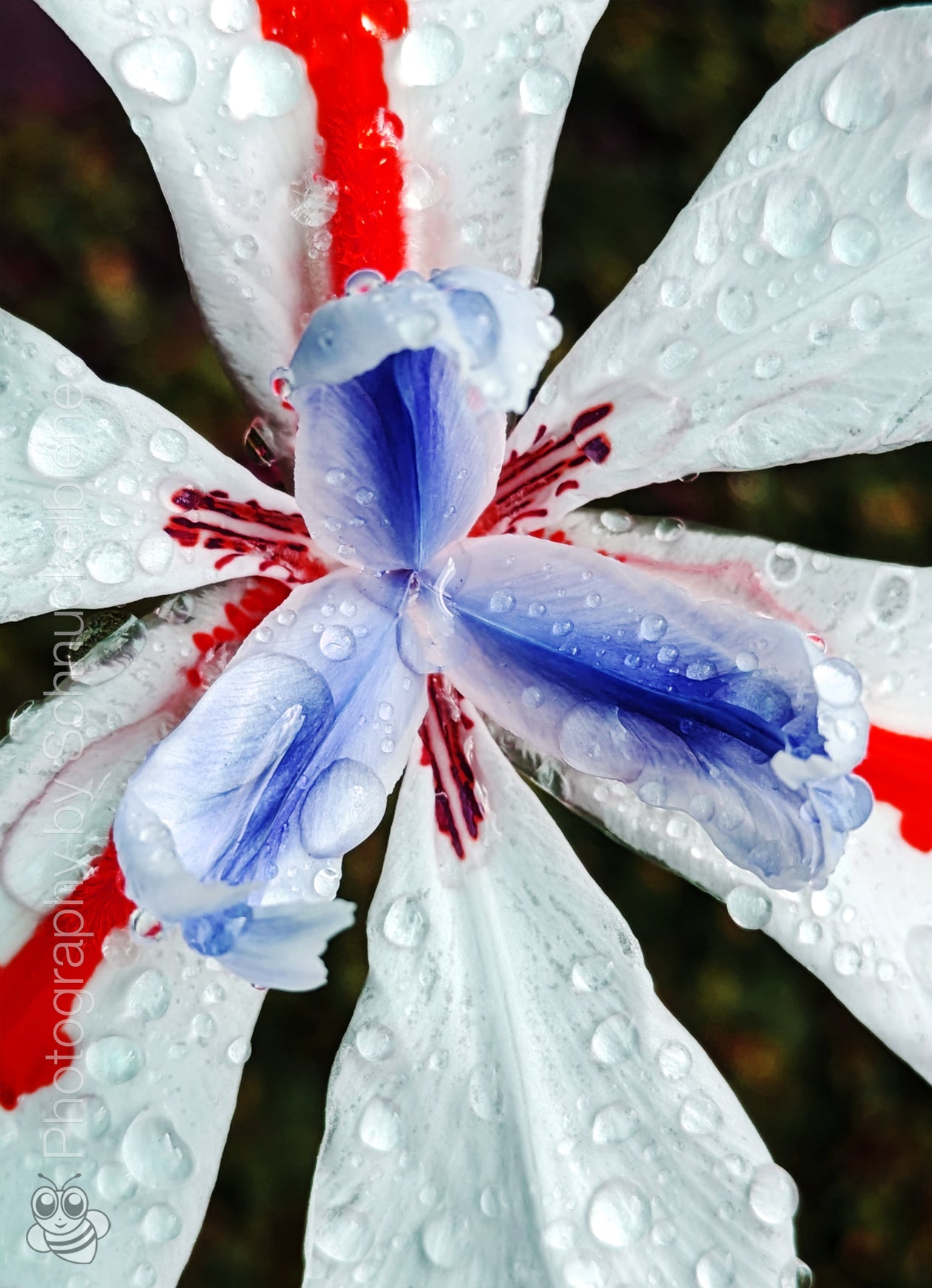 Close-up of red and blue fortnight lily with raindrops on petals