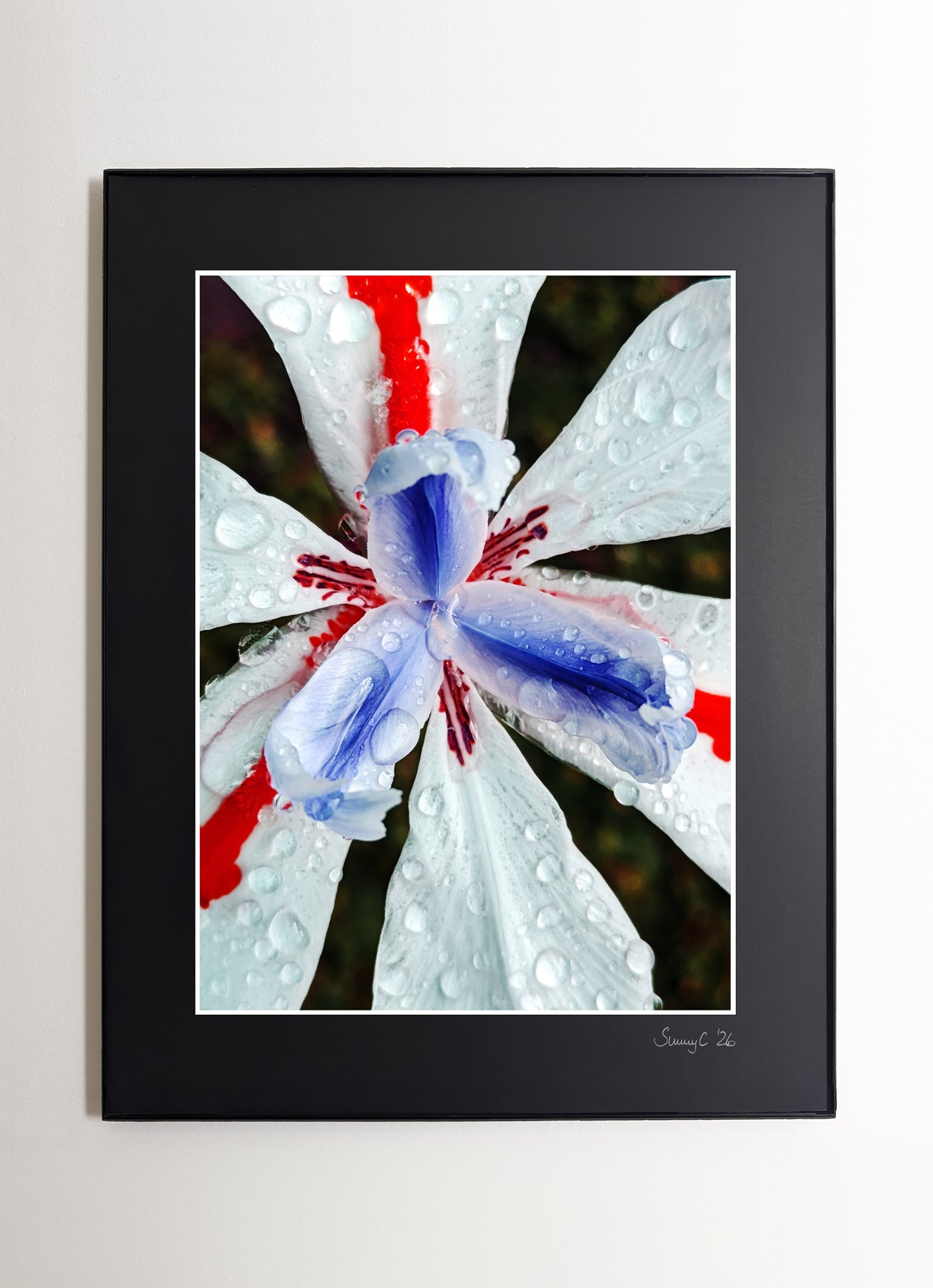 Close-up of red and blue fortnight lily with raindrops on petals