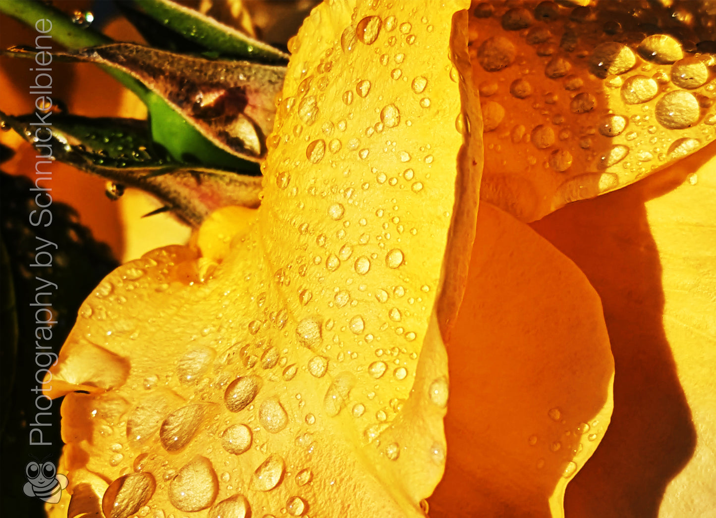 Close-up of a yellow rose with water droplets on its petals