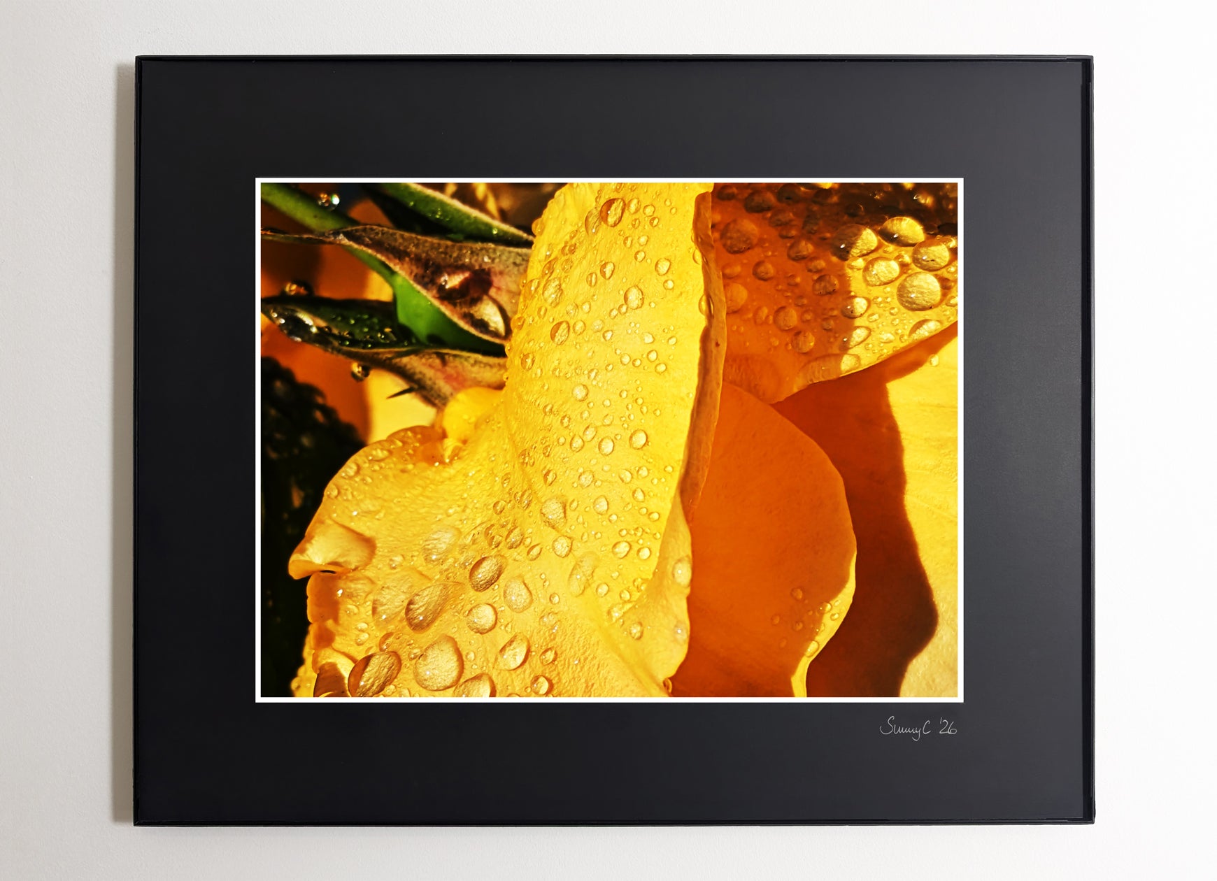 Framed photograph close-up of a yellow rose with water droplets on its petals