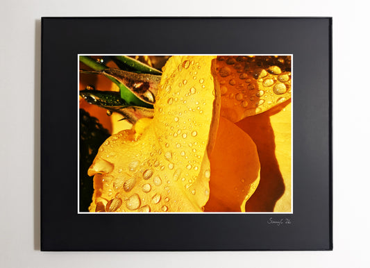 Framed photograph close-up of a yellow rose with water droplets on its petals