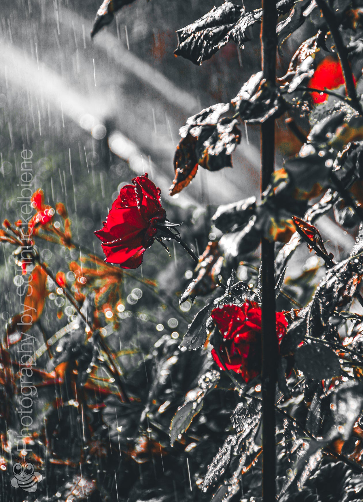 Red rose covered in raindrops glowing softly in sunlight