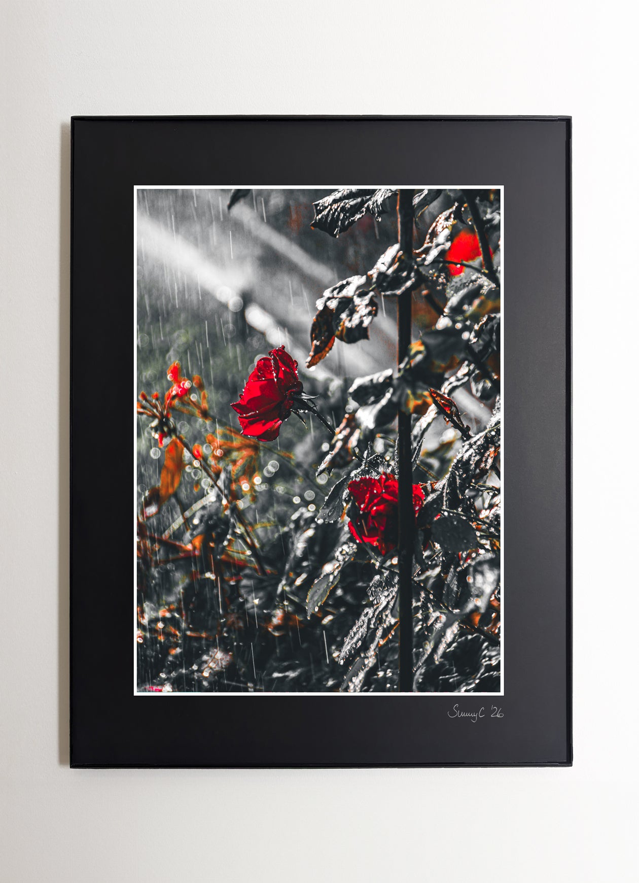 Red rose covered in raindrops glowing softly in sunlight