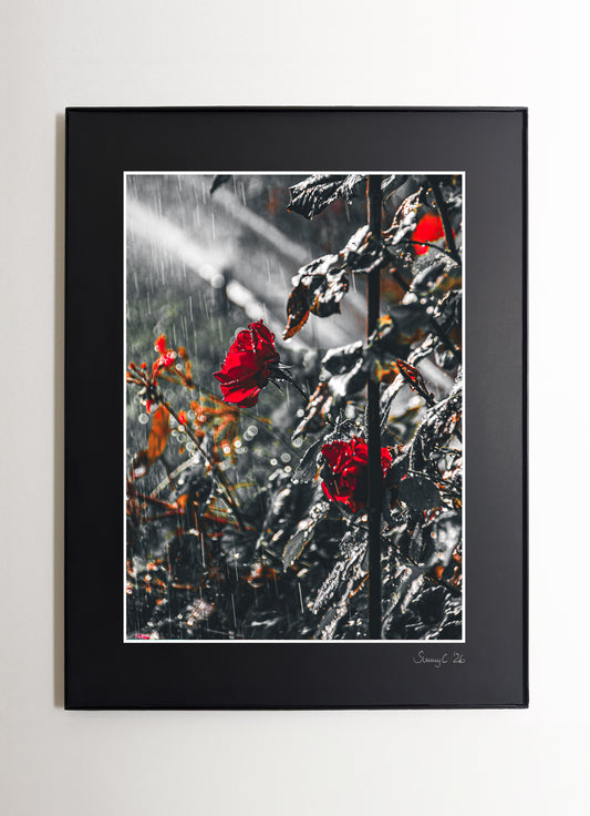Red rose covered in raindrops glowing softly in sunlight