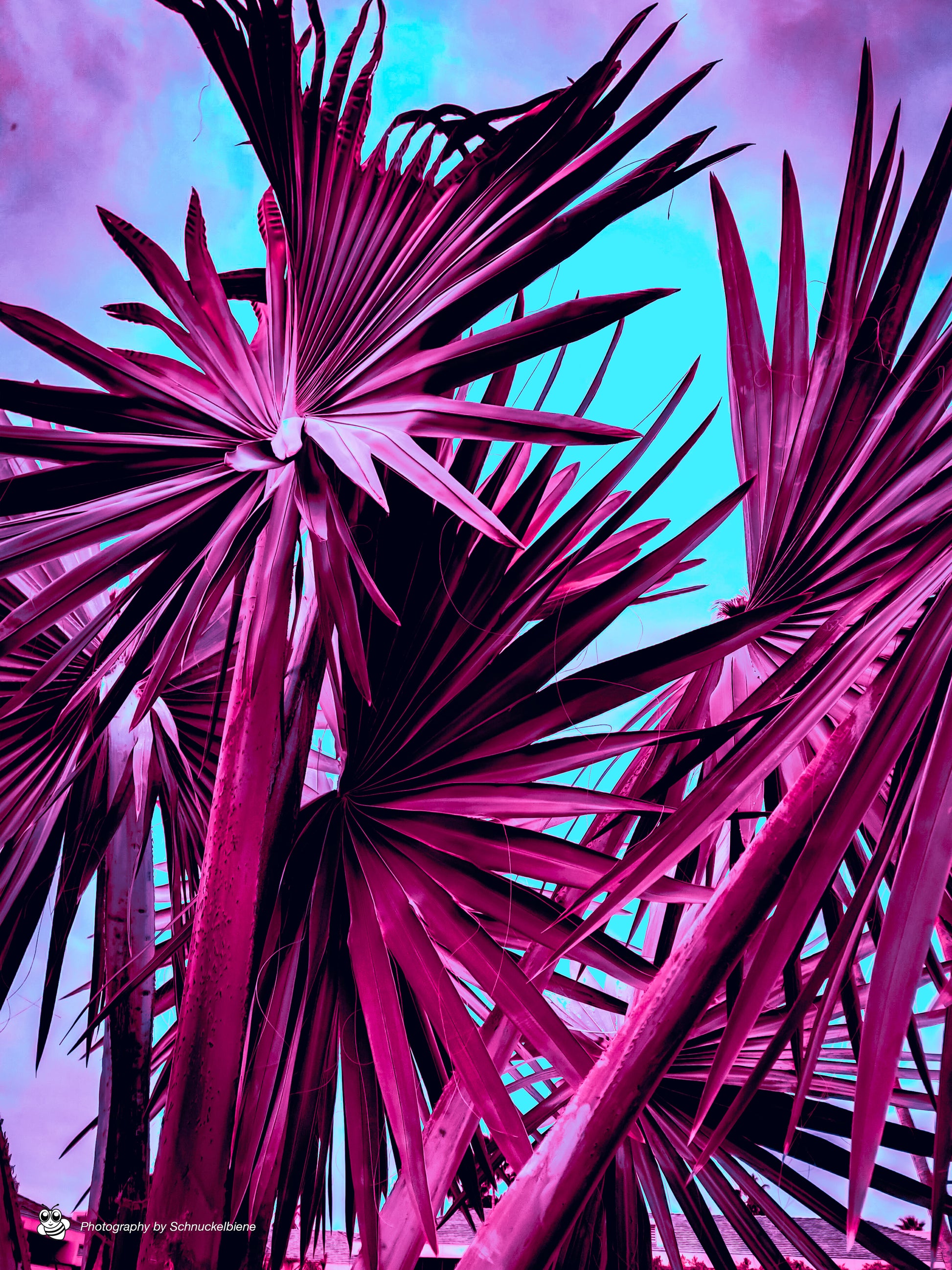 Washingtonia Filifera in Pink