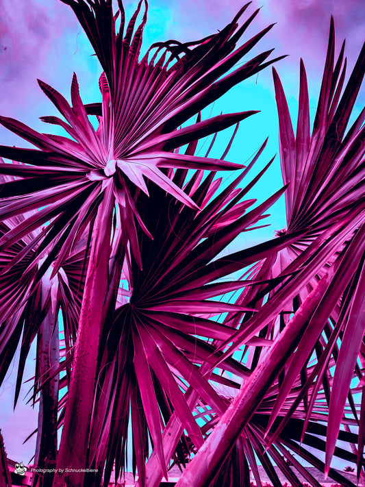 Washingtonia Filifera in Pink