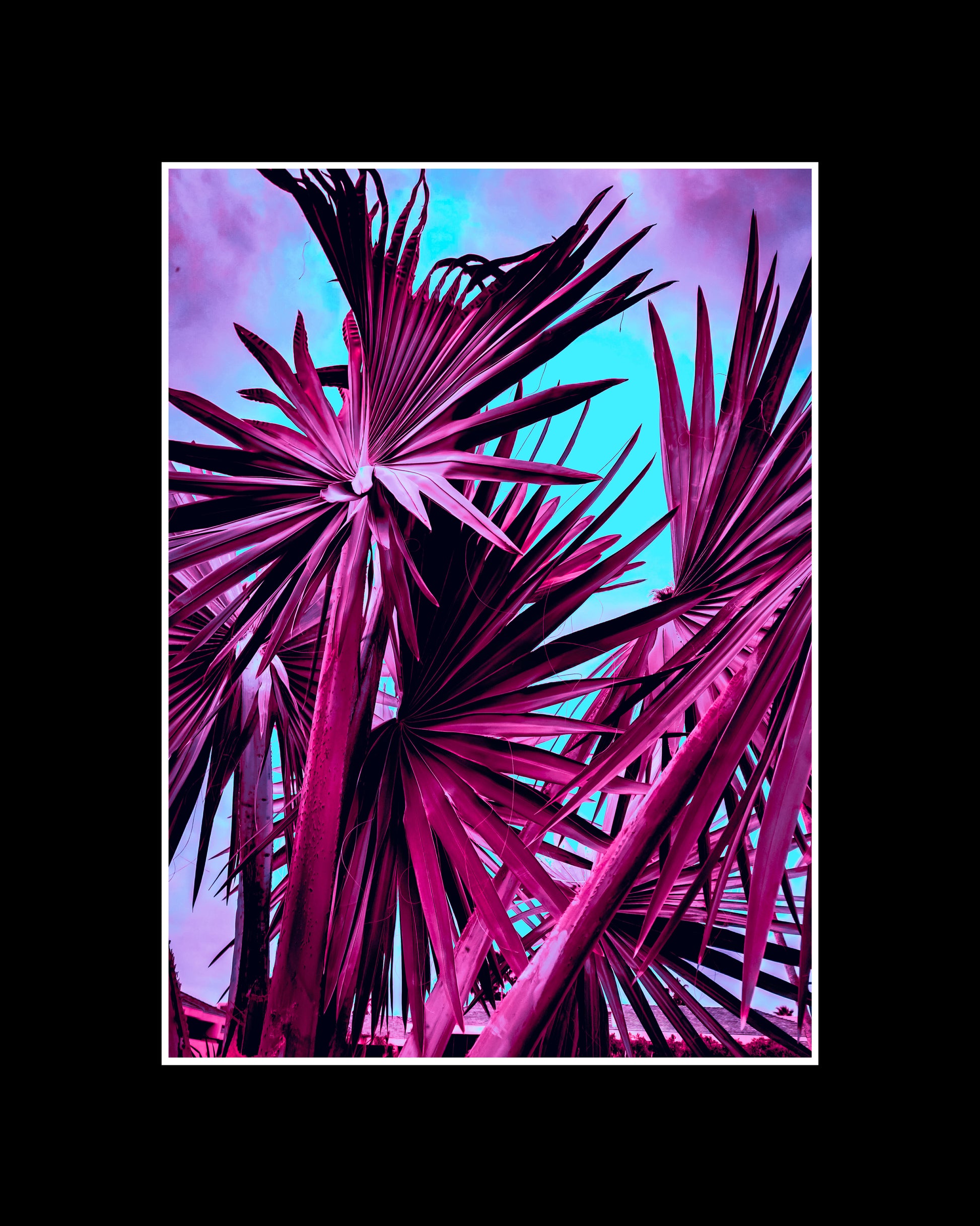 Washingtonia Filifera in Pink