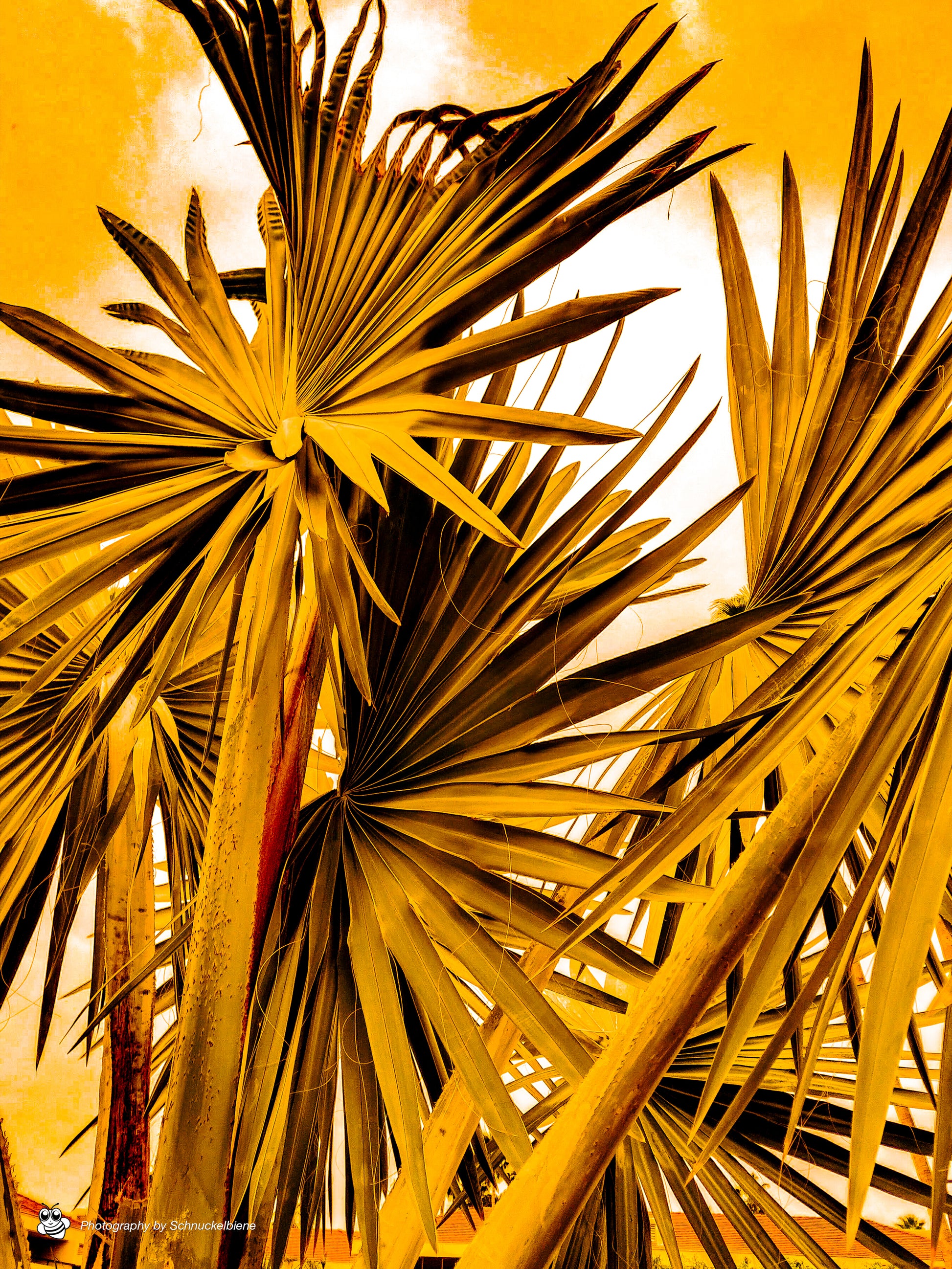 Washingtonia Filifera in Yellow