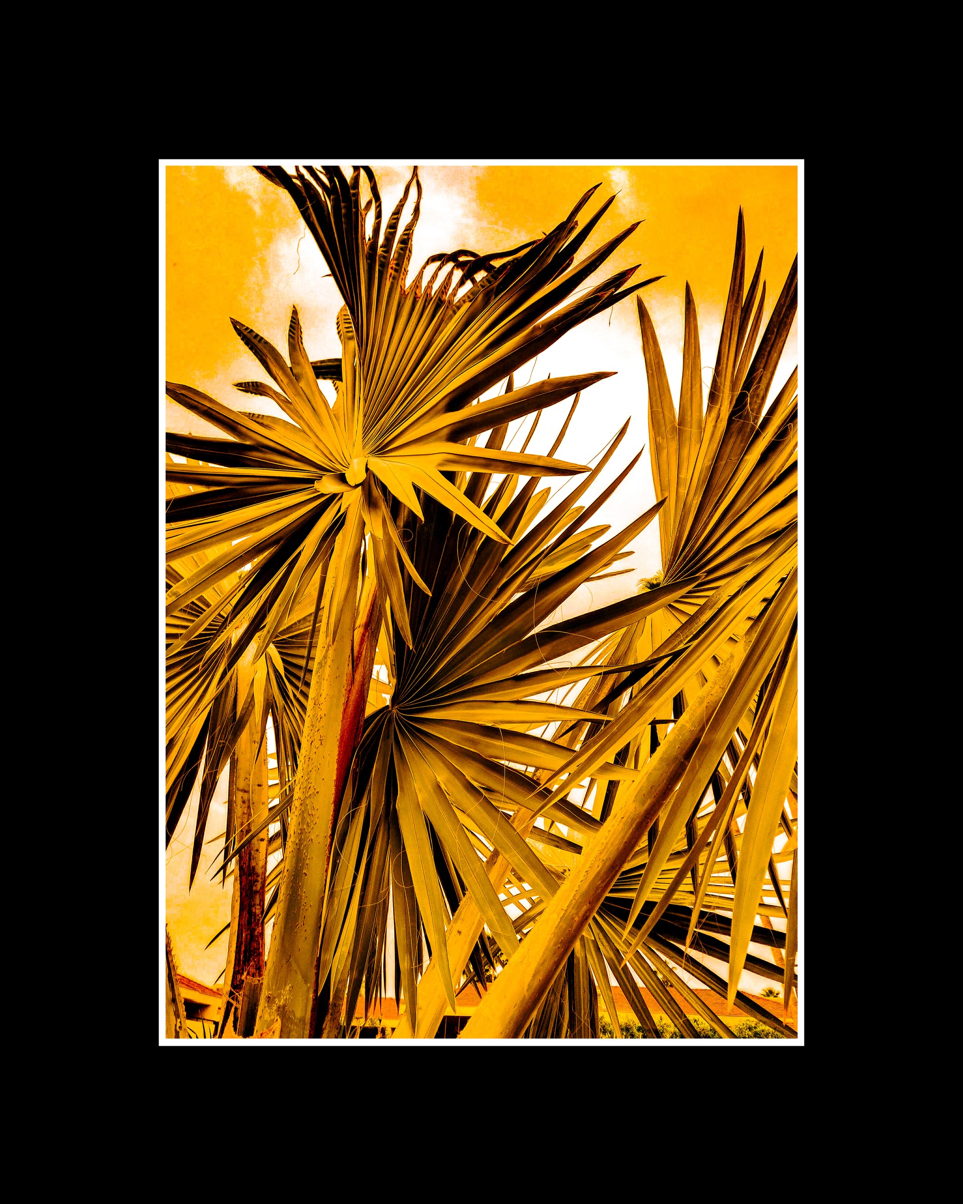 Washingtonia Filifera in Yellow