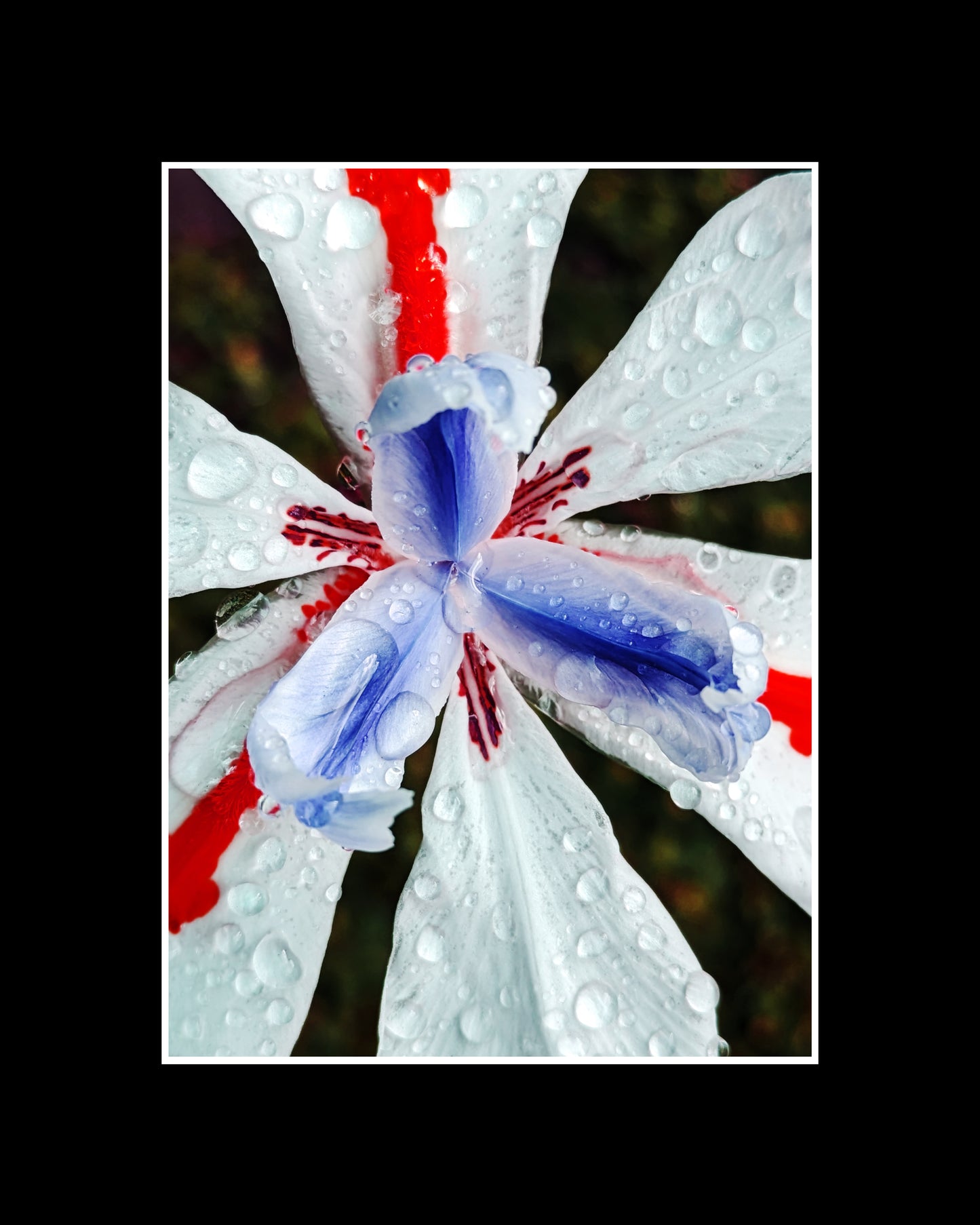 Close-up of red and blue fortnight lily with raindrops on petals