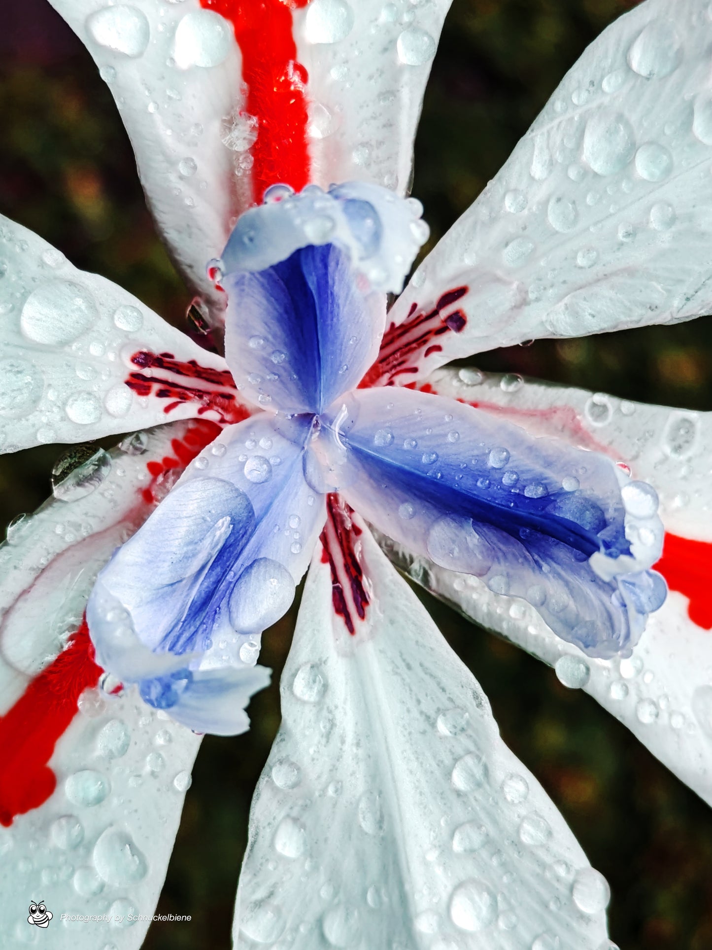 Close-up of red and blue fortnight lily with raindrops on petals