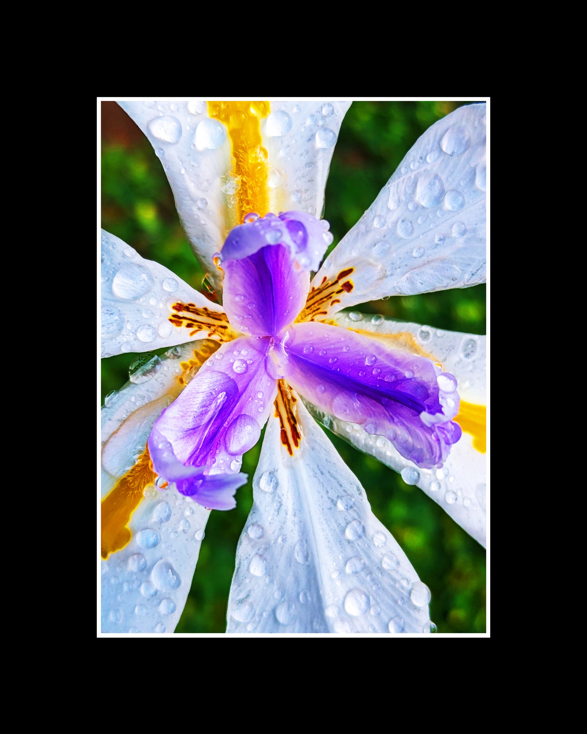 Fortnight lily with yellow and purple markings and raindrops on white petals