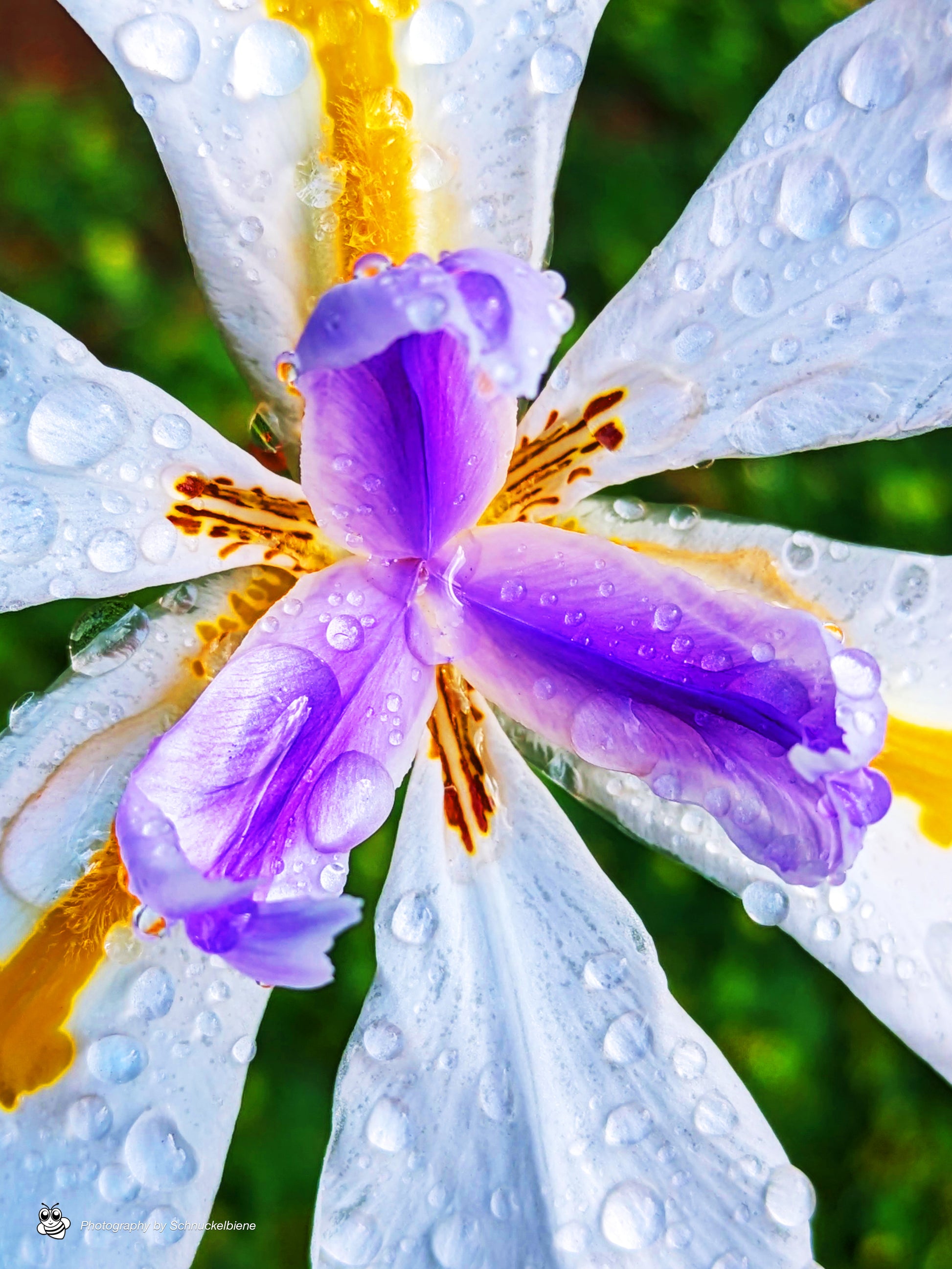 Fortnight lily with yellow and purple markings and raindrops on white petals