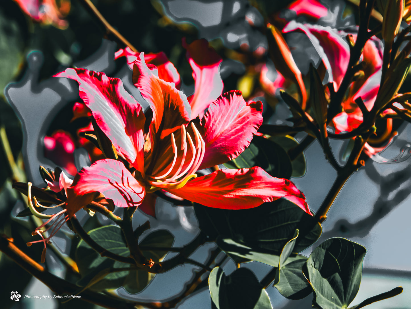 Photo of a blooming Hawaiian Orchid Tree with delicate flowers, captured as a fine art botanical print