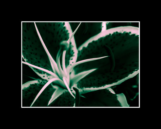 Abstract lily art print in green, yellow, and red with dynamic shapes
