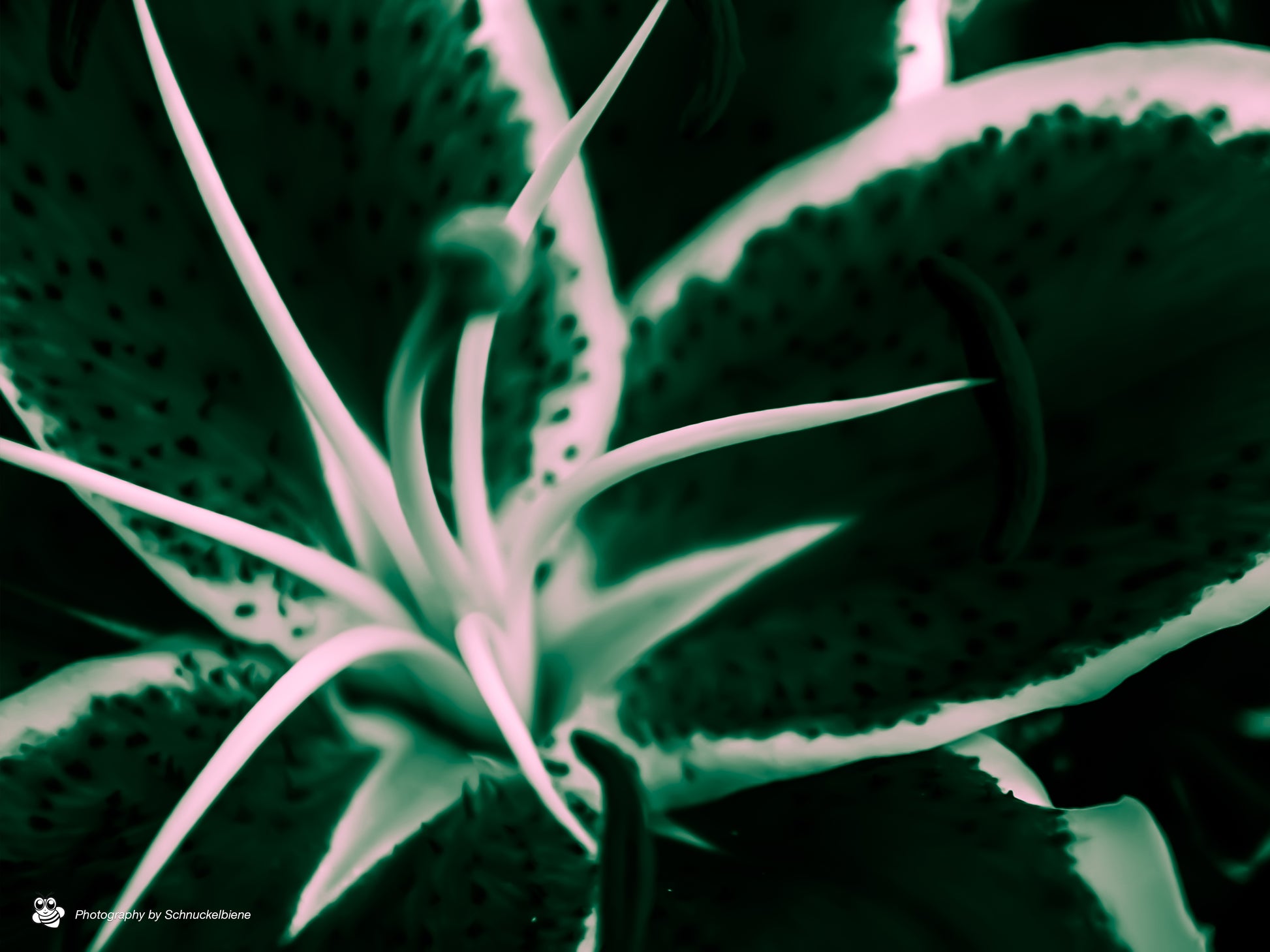 Abstract lily art print in green, yellow, and red with dynamic shapes