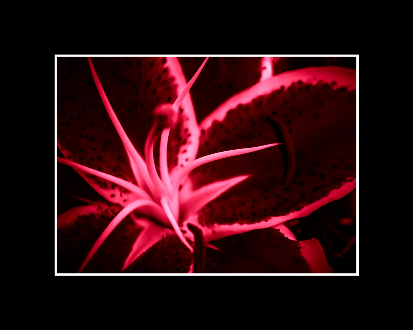 Abstract lily art print in green, yellow, and red with dynamic shapes