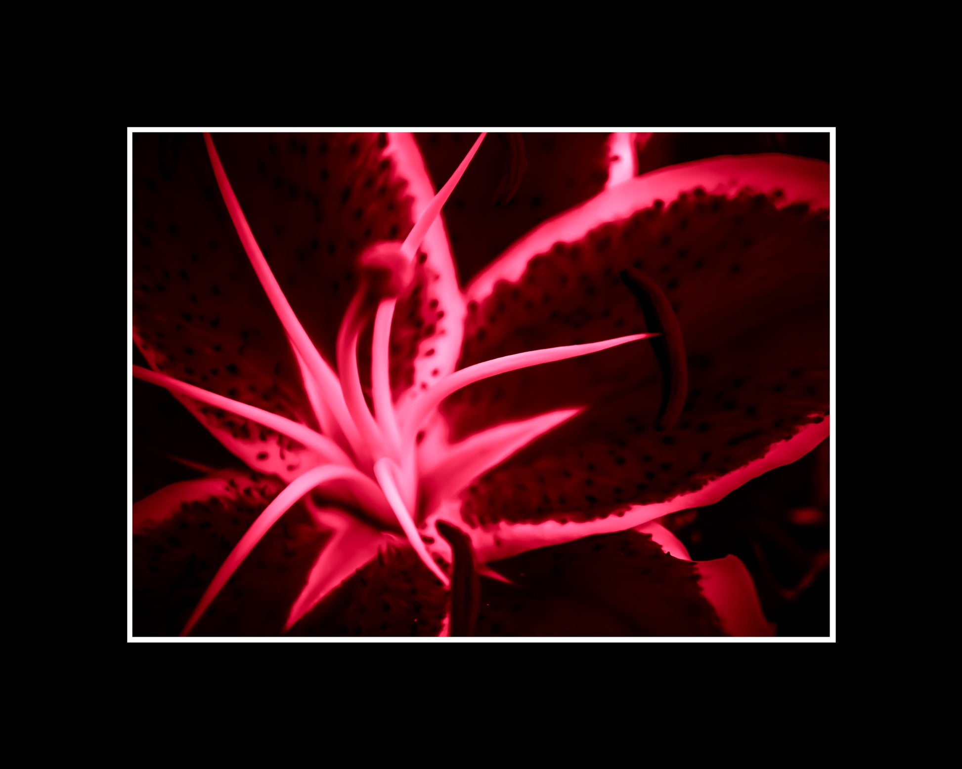 Abstract lily art print in green, yellow, and red with dynamic shapes