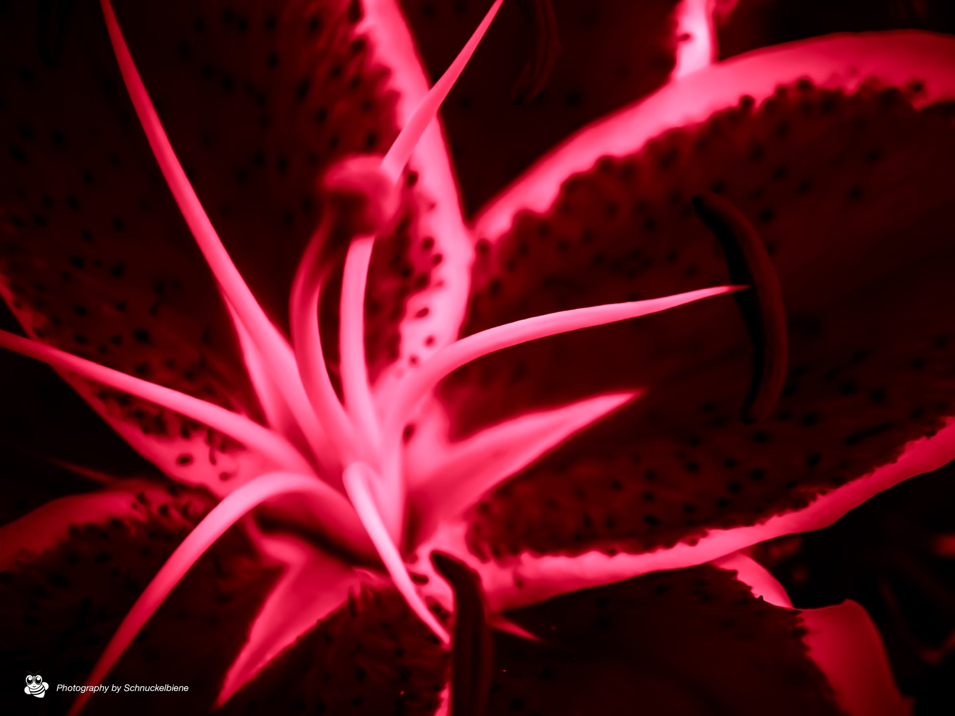 Abstract lily art print in green, yellow, and red with dynamic shapes