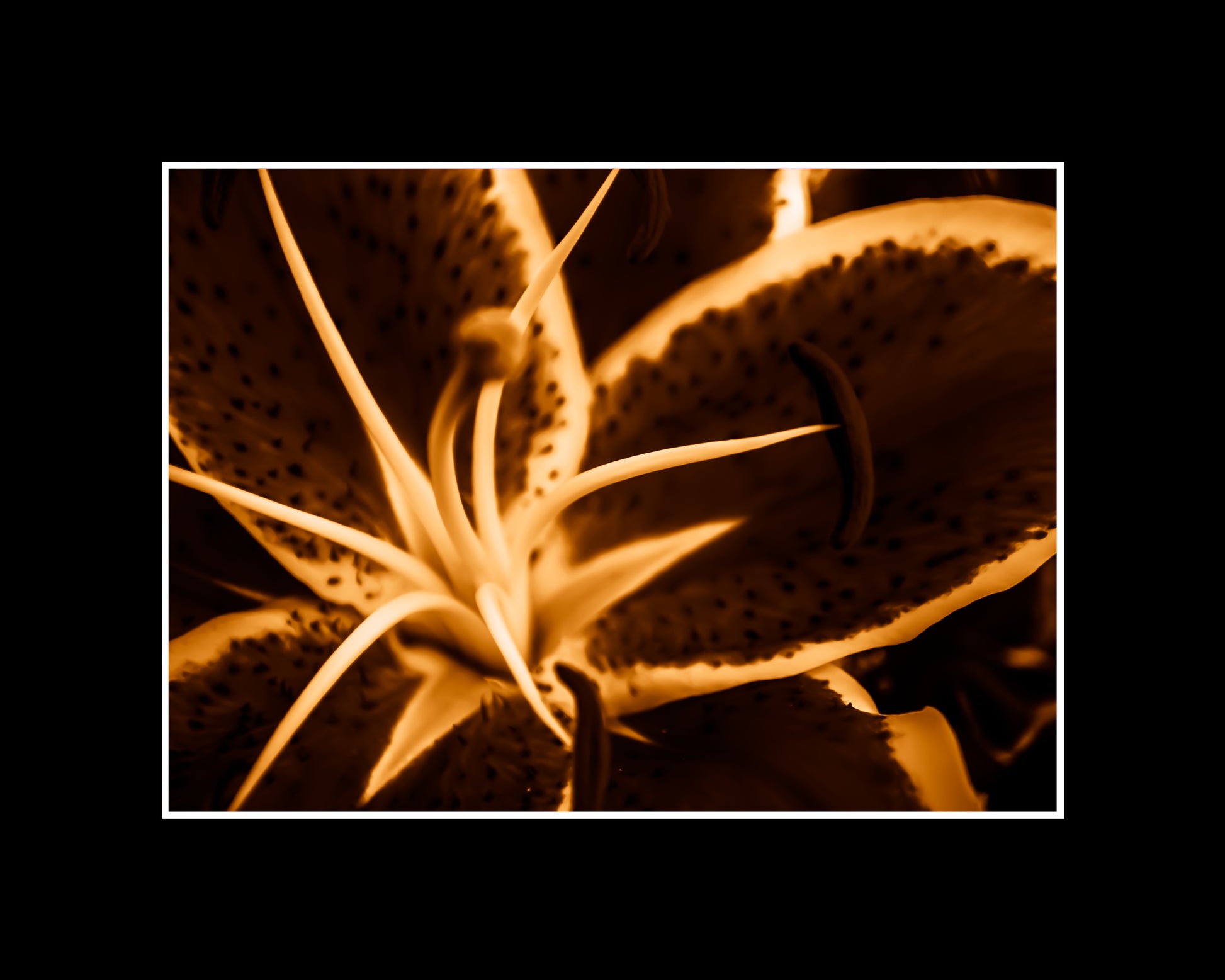 Abstract lily art print in green, yellow, and red with dynamic shapes