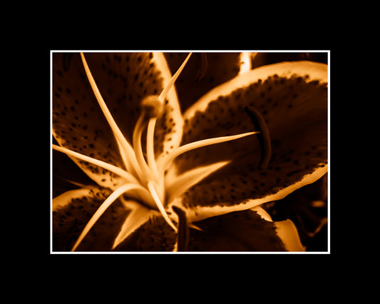 Abstract lily art print in green, yellow, and red with dynamic shapes