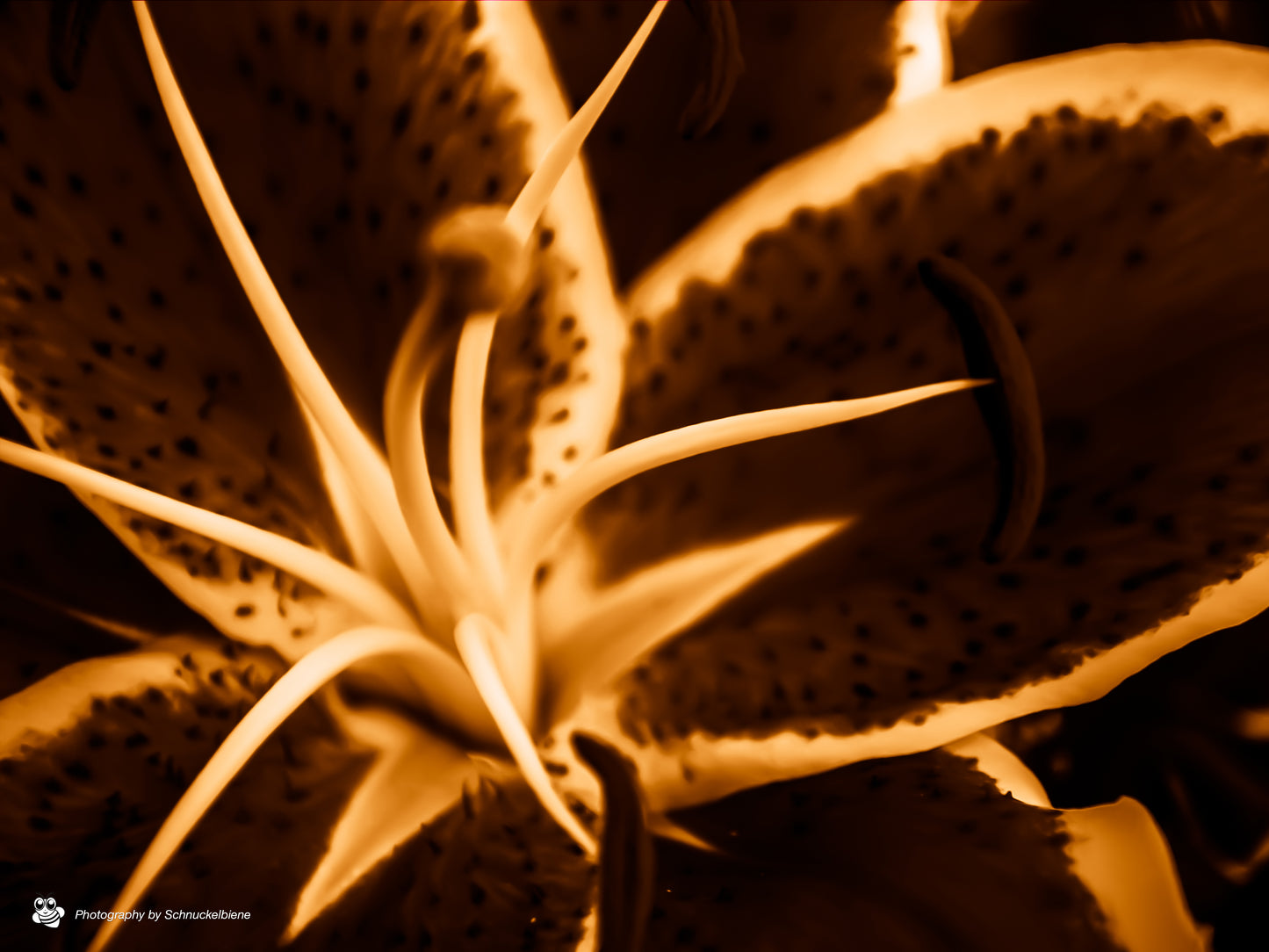 Abstract lily art print in green, yellow, and red with dynamic shapes