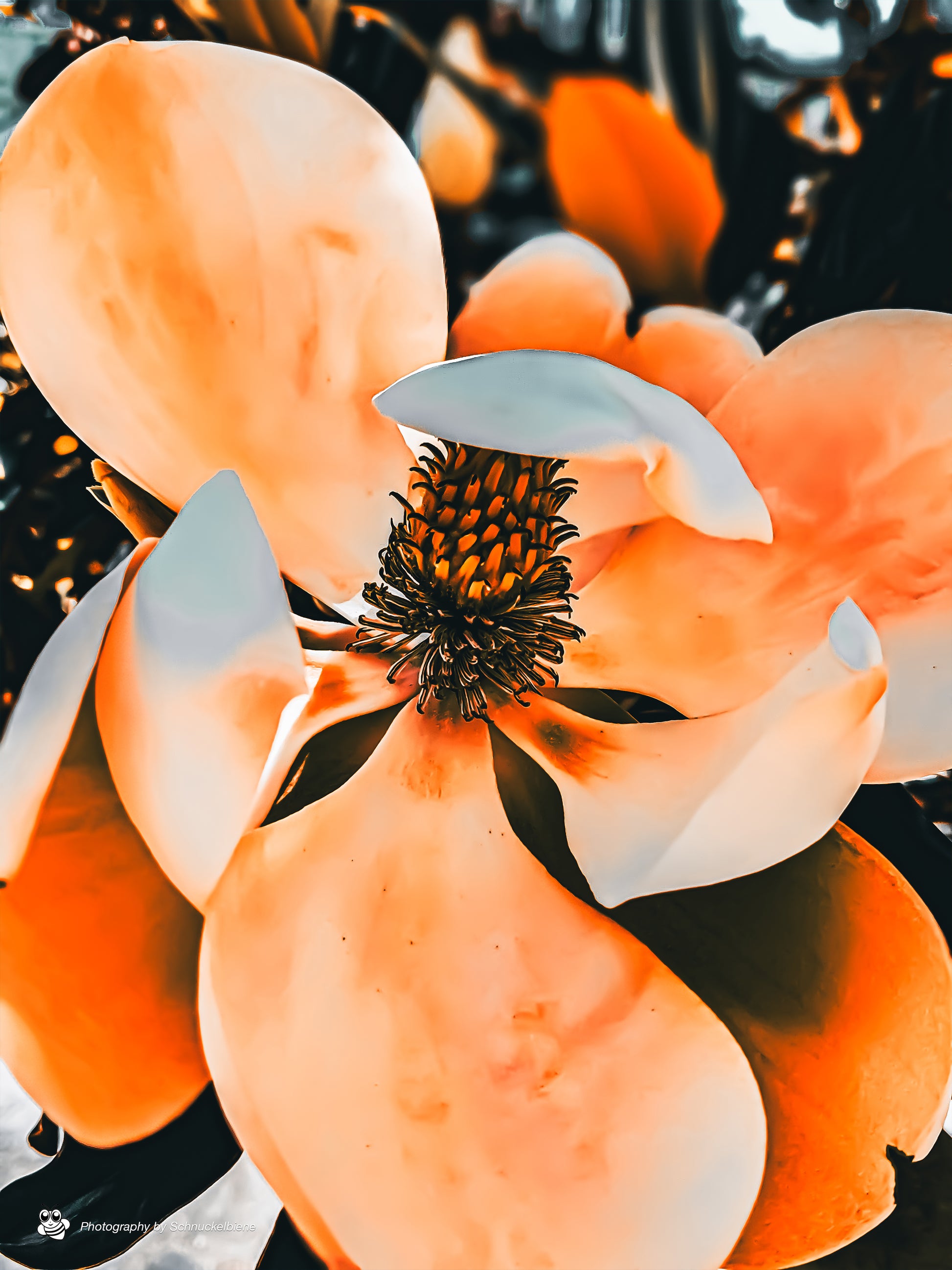Photo of a blooming magnolia tree with large, fragrant flowers
