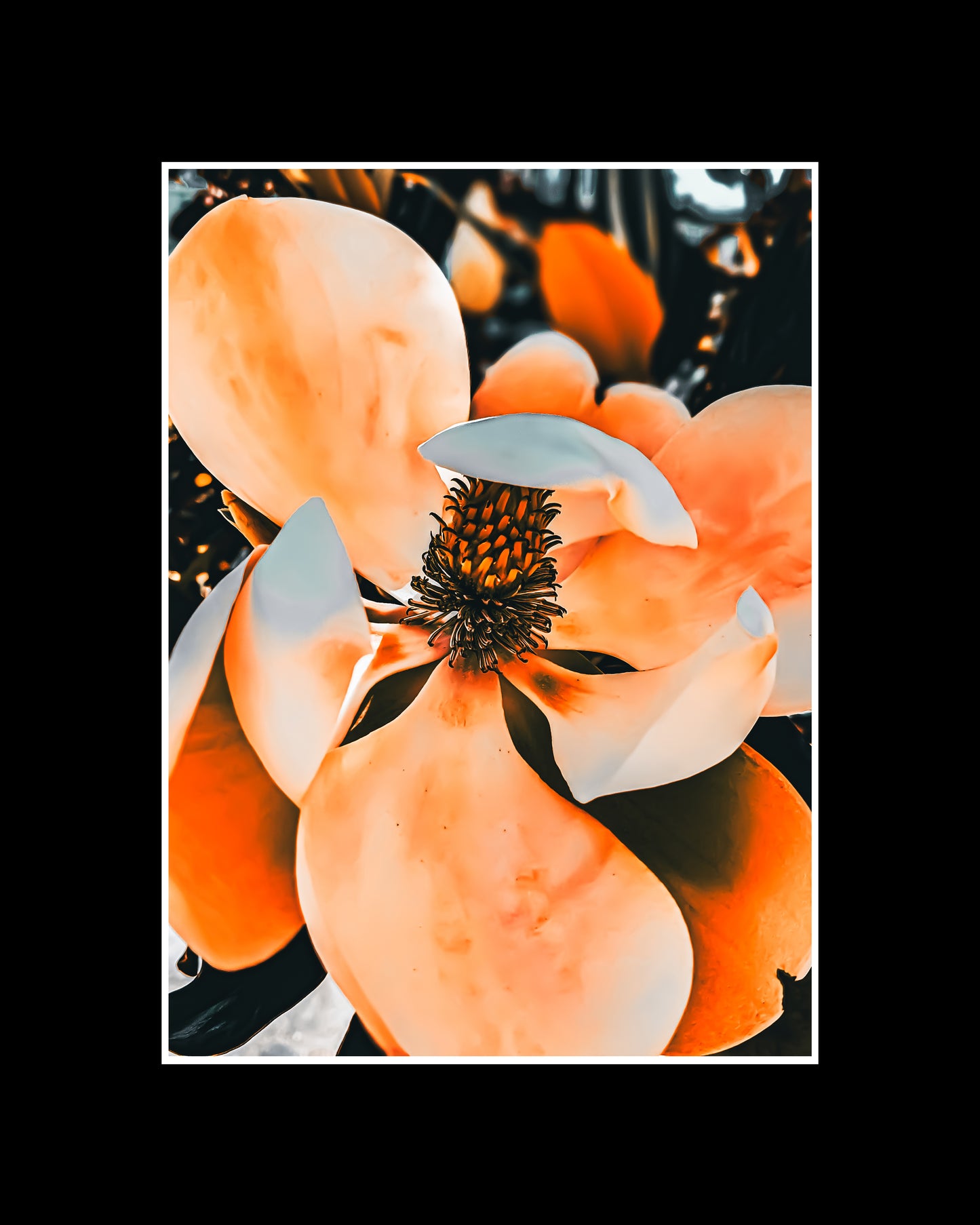 Photo of a blooming magnolia tree with large, fragrant flowers