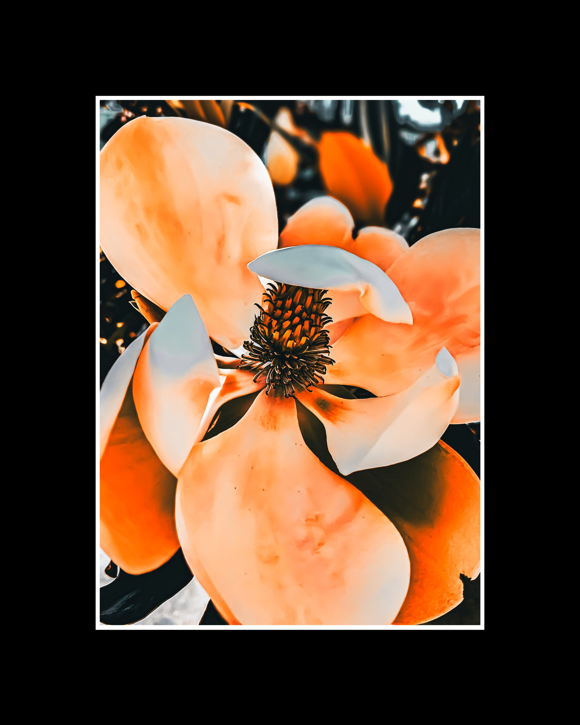 Photo of a blooming magnolia tree with large, fragrant flowers