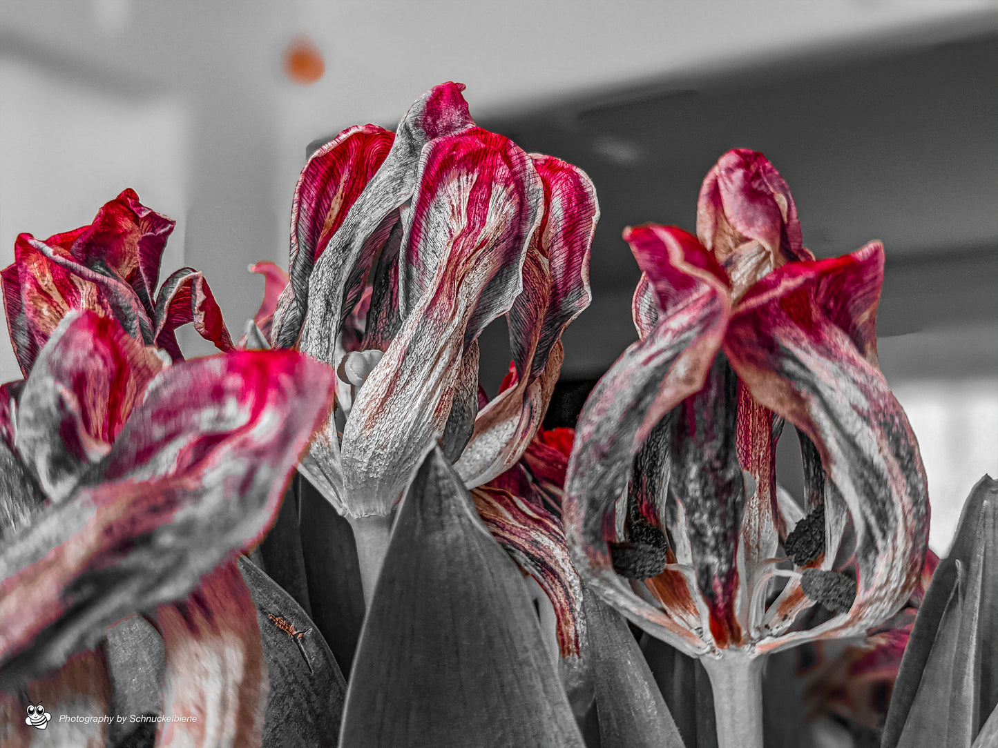 Moody photo of tulips with dark, dramatic lighting and fading petals