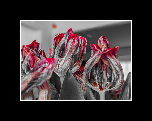Moody photo of tulips with dark, dramatic lighting and fading petals
